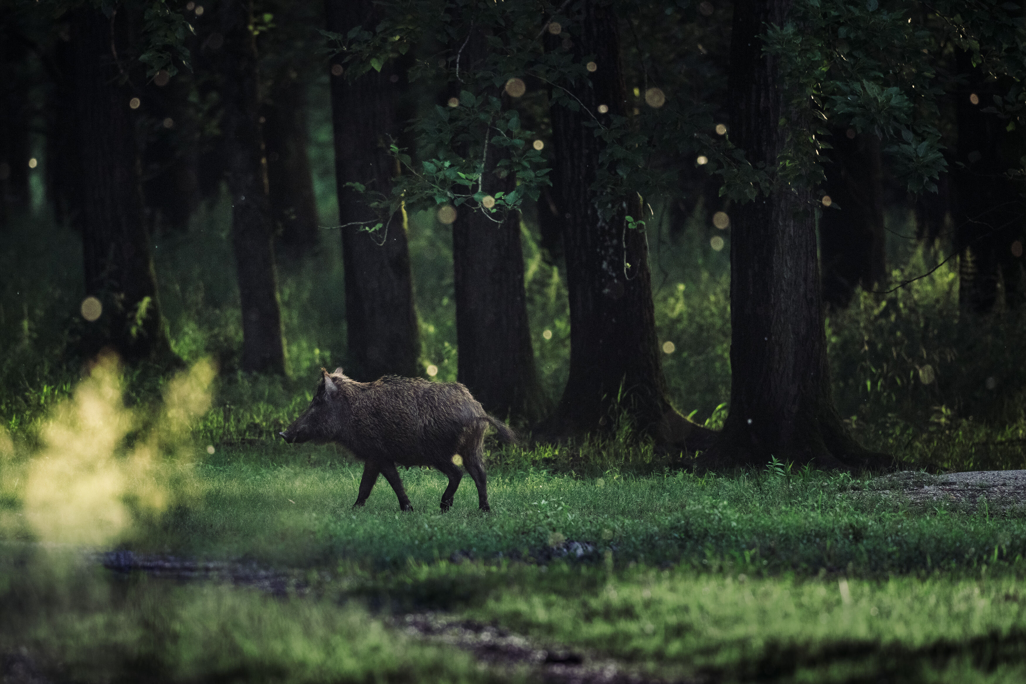 lightbox image lightbox image